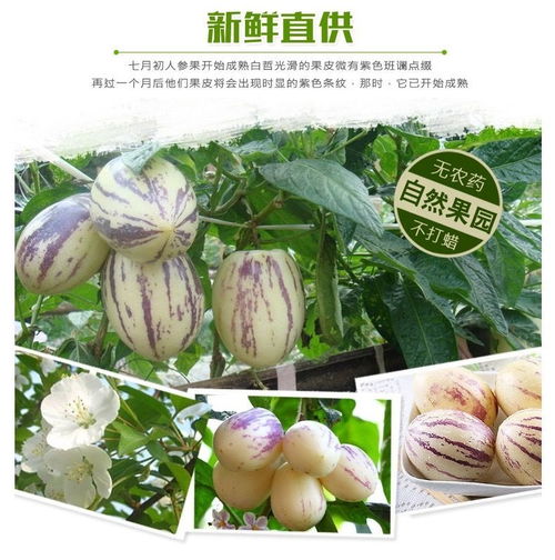 富硒養(yǎng)生珍品 云南石林人參果，新鮮圓果批發(fā)正當時