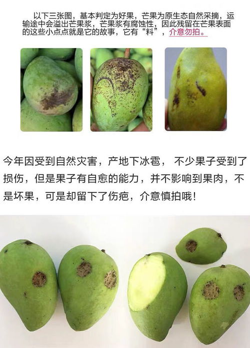 當季小臺農(nóng)芒果 百色熱帶水果的甜蜜饋贈