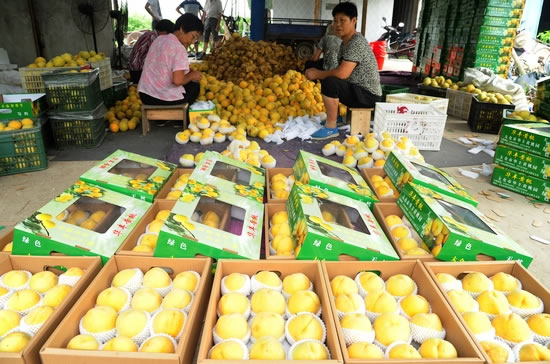 江蘇太倉 “定制”黃桃上市 新鮮水果批發火熱